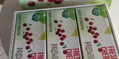 l&#39;esportazione di ciliegie fresche dall&#39;Uzbekistan inizia dal mese di