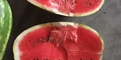 Wassermelone aus Marokko (Agadir) kostet je nach Gebiet zwischen