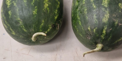 Wassermelone aus Marokko (Agadir) kostet je nach Gebiet zwischen