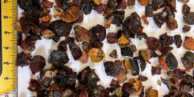 Dried Fruits sp.zo.o. we sell good quality dried rose