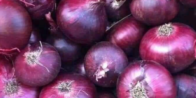 The Egyptian red onion, also known as slimy onion