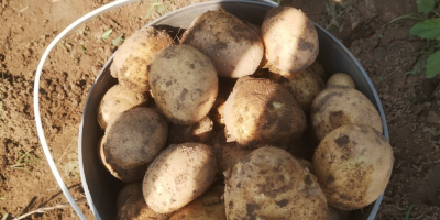 I sell new potatoes between 25 and 50 tons.