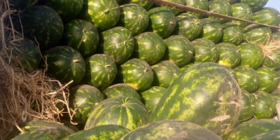 Sweet Moroccan watermelon from Agadir €0.6/kg, we import by