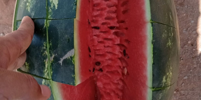 Sweet Moroccan watermelon from Agadir €0.6/kg, we import by