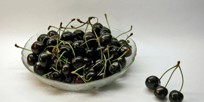 Bitter black cherries. Available quantity approximately 500 kilograms.