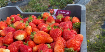 Fresh strawberries