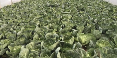 Hello, I have a large amount of young cabbage