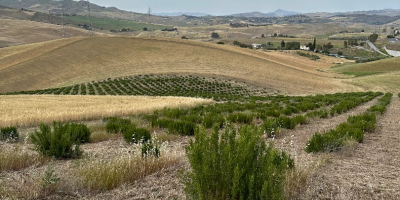 VENDO ROSMARINO BIOLOGICO DA VENIRE A PRELEVARE SU CAMPO