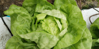 Hallo, ich habe einen sehr schönen Buttersalat, ca. 800