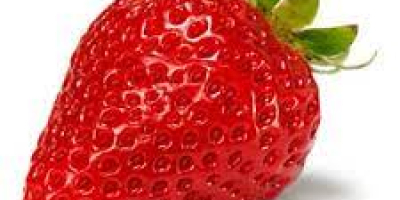 Erdbeeren aus Freilandanbau