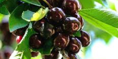 Our black cherries are very big and sweetie. The