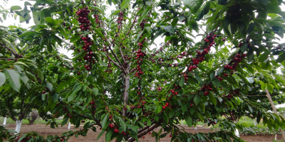 Organic cherries directly from the producer, more details at