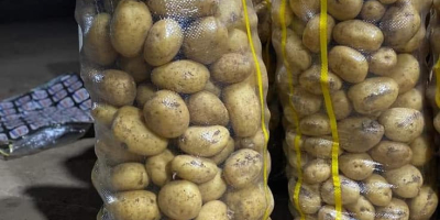 Sono iniziate le vendite di patate novelle di alta