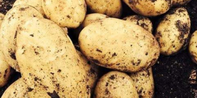 Sono iniziate le vendite di patate novelle di alta