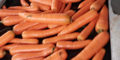 We can supply Carrots in bags of 10-15-25 or