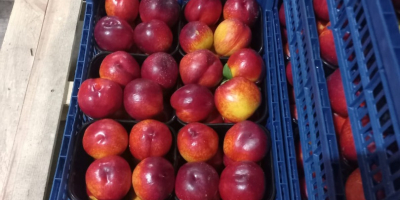 Vand nectarine frumoase Patagonia si piersici Astoria, originare din