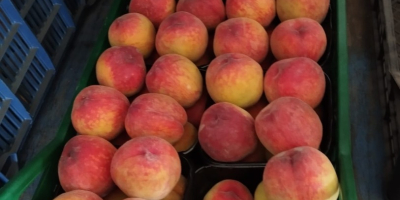 Vand nectarine frumoase Patagonia si piersici Astoria, originare din