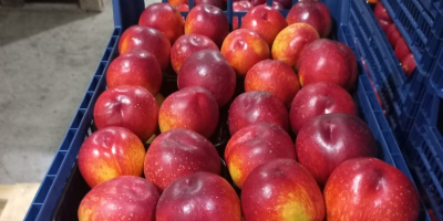 I am selling beautiful Patagonia nectarines and Astoria peaches,