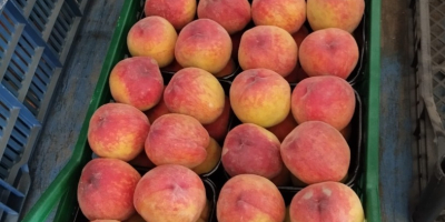 I am selling beautiful Patagonia nectarines and Astoria peaches,