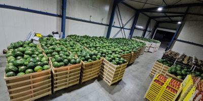 Hochwertige Wassermelonen aus Divjake, Albanien! Suchen Sie hochwertige Wassermelonen