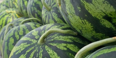 Hochwertige Wassermelonen aus Divjake, Albanien! Suchen Sie hochwertige Wassermelonen