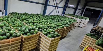 Angurie all&#39;ingrosso di alta qualità da Divjake, Albania! Cerchi