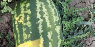 Premium Wholesale Watermelons from Divjake, Albania! Looking for the