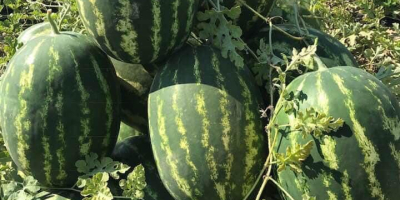 Premium Wholesale Watermelons from Divjake, Albania! Looking for the