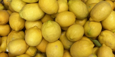 Organic lemons from the field to the table, good