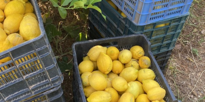 Organic lemons from the field to the table, good