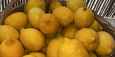 Organic lemons from the field to the table, good