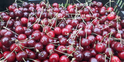 May cherries straight from the orchard These are early,