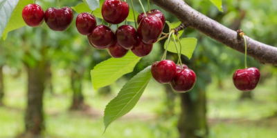 May cherries straight from the orchard These are early,