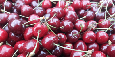 May cherries straight from the orchard These are early,