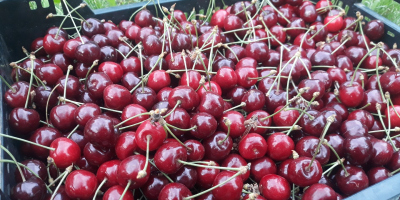 Maikirschen direkt vom Obstgarten Es handelt sich um frühe