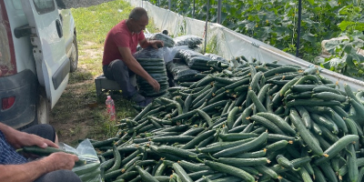 Петрич продавам краставици домати и др..