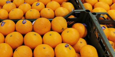 I will sell mandarin (Murcotte) from Egypt. 200 pallets