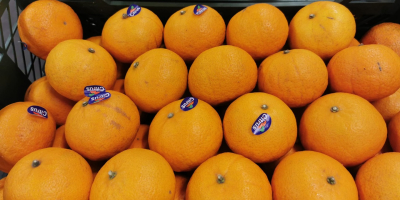 I will sell mandarin (Murcotte) from Egypt. 200 pallets