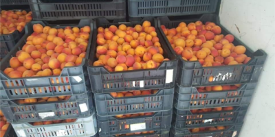 Hello, I am buying apricots in large quantities