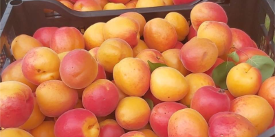 Hello, I am buying apricots in large quantities