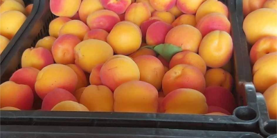 Hello, I am buying apricots in large quantities