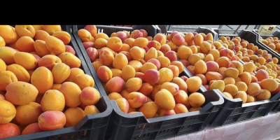 Hello, I am buying apricots in large quantities