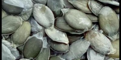 We offer pumpkin seeds for sale. We also offer