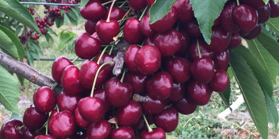 We are excited to offer premium quality cherries and