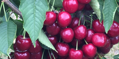 We are excited to offer premium quality cherries and