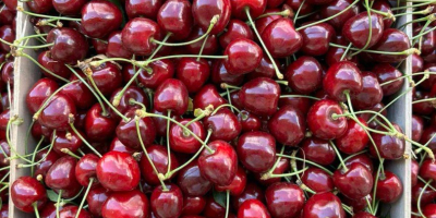 We are excited to offer premium quality cherries and