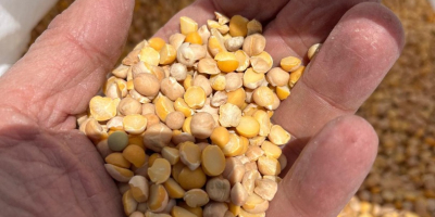 Selling chickpeas in big bags, or by arrangement in