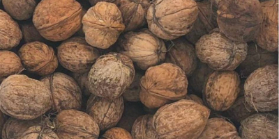 I will sell walnuts in shell.