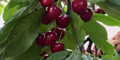 Hello, I have a burlat cherry for sale. Personal