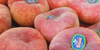 Premium Tunisian Peaches - Exporting Excellence Worldwide Our company